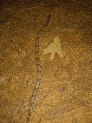 Agkistrodon contortrix