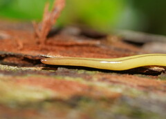 Fletchamia mediolineata