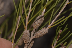 Melaleuca atroviridis