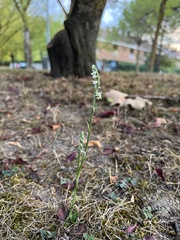 Spiranthes spiralis