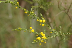 Acacia paradoxa