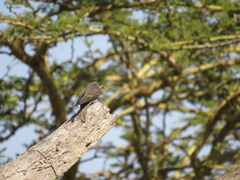 Ptyonoprogne fuligula