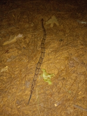 Agkistrodon contortrix