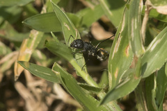 Camponotus sericeus