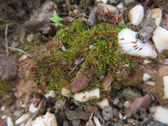 Aloina