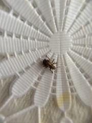 Strophosoma capitatum