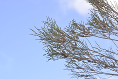 Melaleuca atroviridis