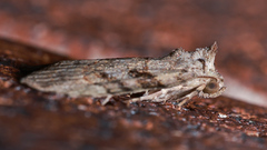 Calathusa cyrtosticha