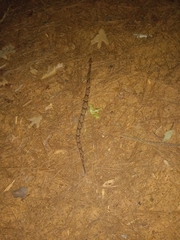 Agkistrodon contortrix