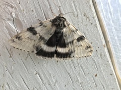 Catocala relicta