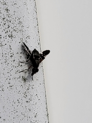 Delphinia picta