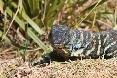Varanus varius
