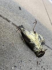 Parkesia noveboracensis