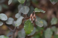 Elaeagnus pungens