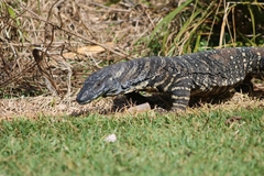 Varanus varius