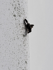 Delphinia picta