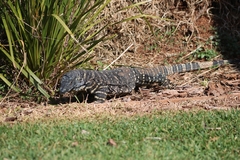Varanus varius