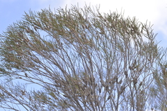 Melaleuca atroviridis