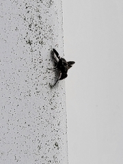Delphinia picta