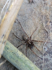 Tegenaria domestica