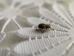 Strophosoma capitatum