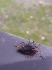 Heteroptera