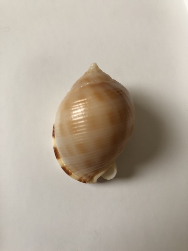 Semicassis saburon