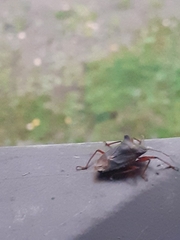Heteroptera