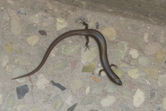 Riopa albopunctata