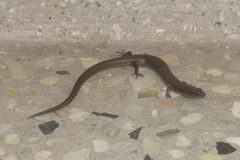 Riopa albopunctata