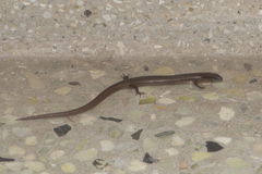 Riopa albopunctata