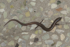 Riopa albopunctata