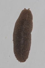 Veronicellidae