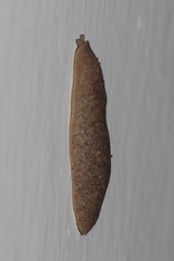 Veronicellidae