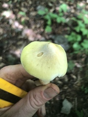 Tricholoma sejunctum