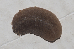 Veronicelloidea