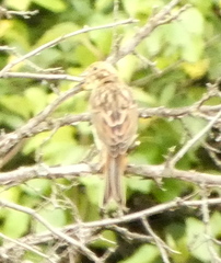 Emberiza citrinella