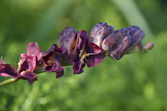 Chasmanthe aethiopica