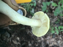 Tricholoma sejunctum