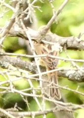 Emberiza citrinella