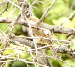Emberiza citrinella