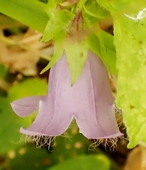 Campanula trachelium
