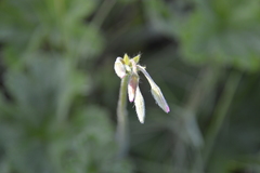Pelargonium alchemilloides