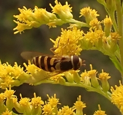 Syrphus