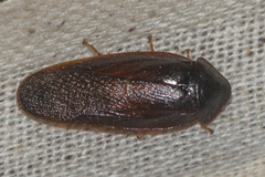 Perisphaerinae