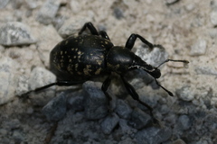 Liparus glabrirostris