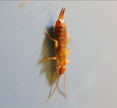 Apterygida albipennis