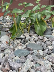 Vincetoxicum nigrum