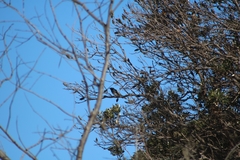 Coracina novaehollandiae