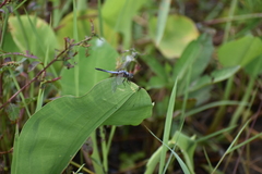 Brachydiplax chalybea